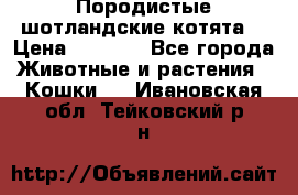 Породистые шотландские котята. › Цена ­ 5 000 - Все города Животные и растения » Кошки   . Ивановская обл.,Тейковский р-н